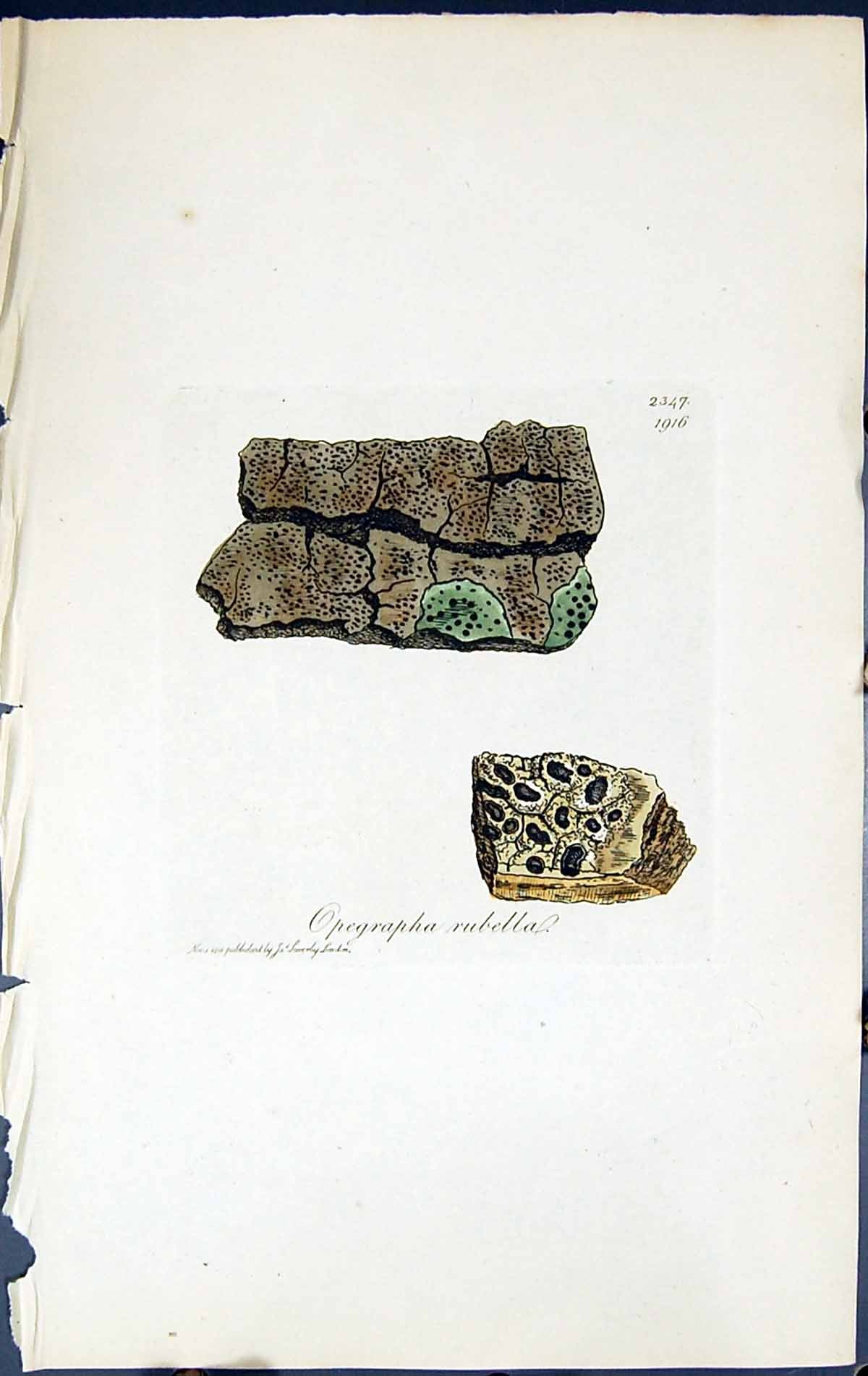 Antique Old Print Opegrapha Rubella British Plants Botany 1843 Sowerby Smith