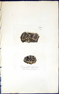Antique Print Opegrapha Rufescens British Plants Botany 1843 Sowerby Smith 19th