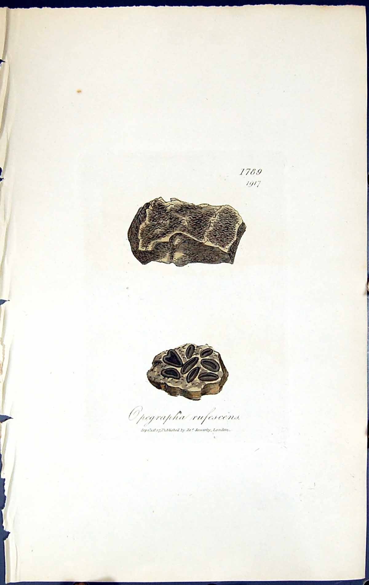 Antique Print Opegrapha Rufescens British Plants Botany 1843 Sowerby Smith 19th