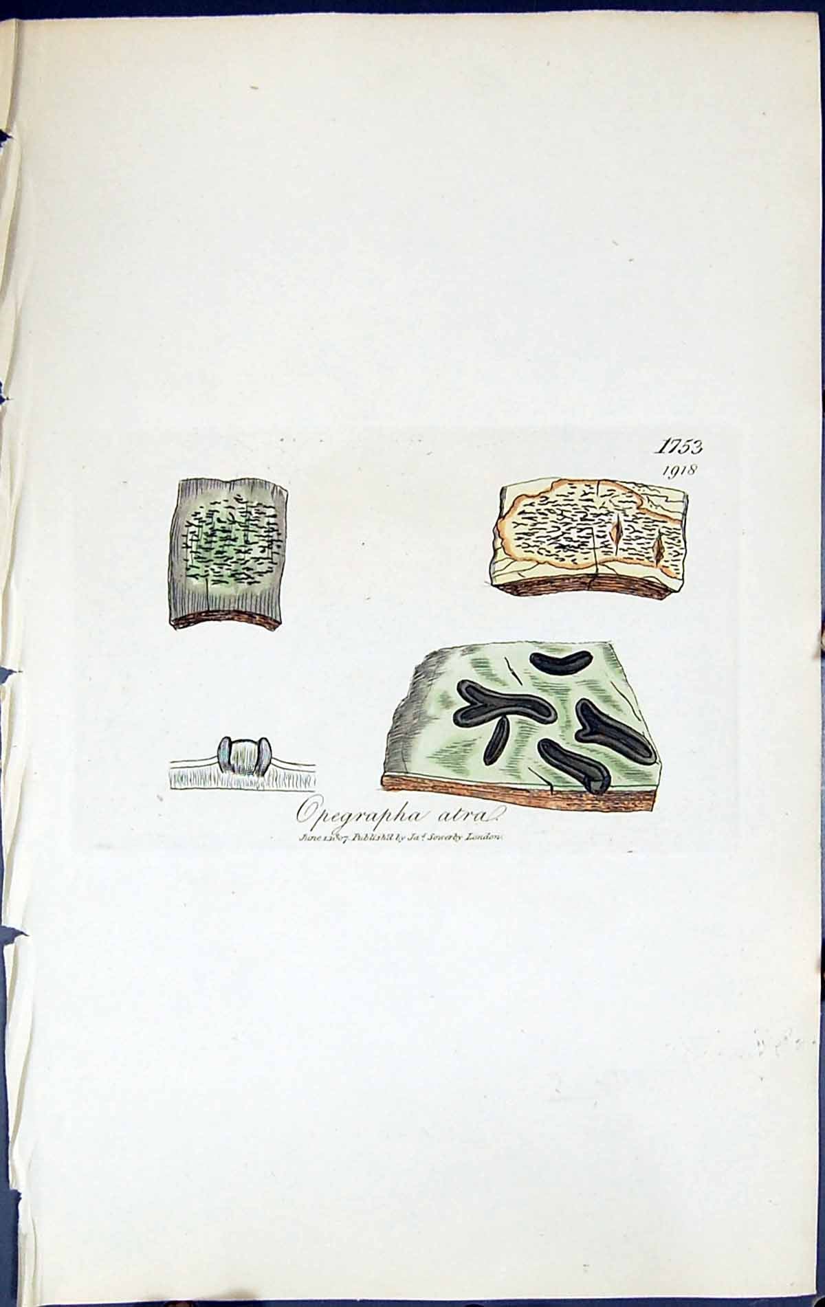 Old Print Opegrapha Atra British Plants Botany 1843 Sowerby Smith Colour 19th