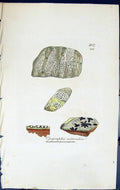 Antique Print Opegrapha Astroidea British Plants Botany 1843 Sowerby Smith 19th