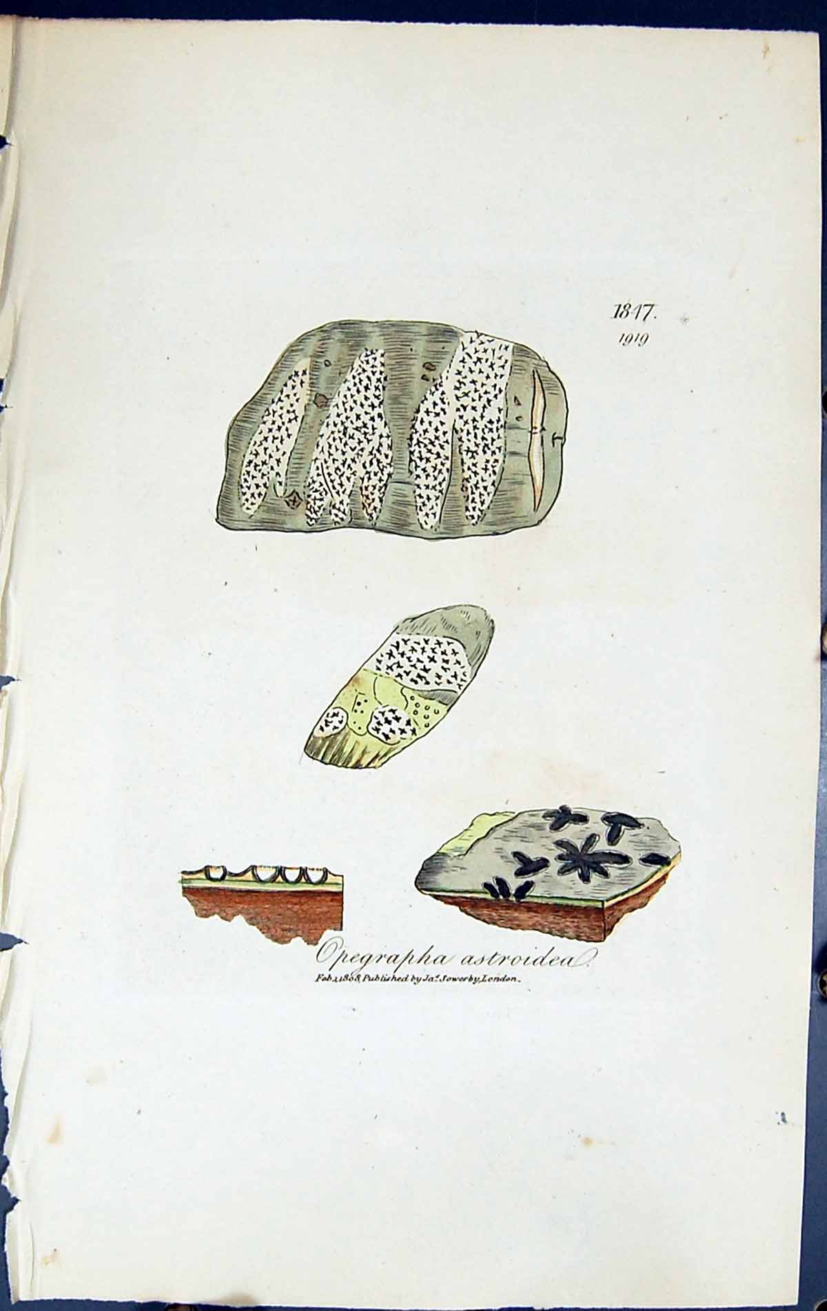 Antique Print Opegrapha Astroidea British Plants Botany 1843 Sowerby Smith 19th