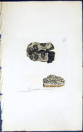 Antique Old Print Opegrapha Nimbosa British Plants Botany 1843 Sowerby Smith