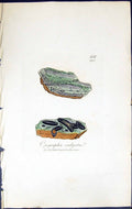 Antique Old Print Opegrapha Vulgata British Plants Botany 1843 Sowerby Smith