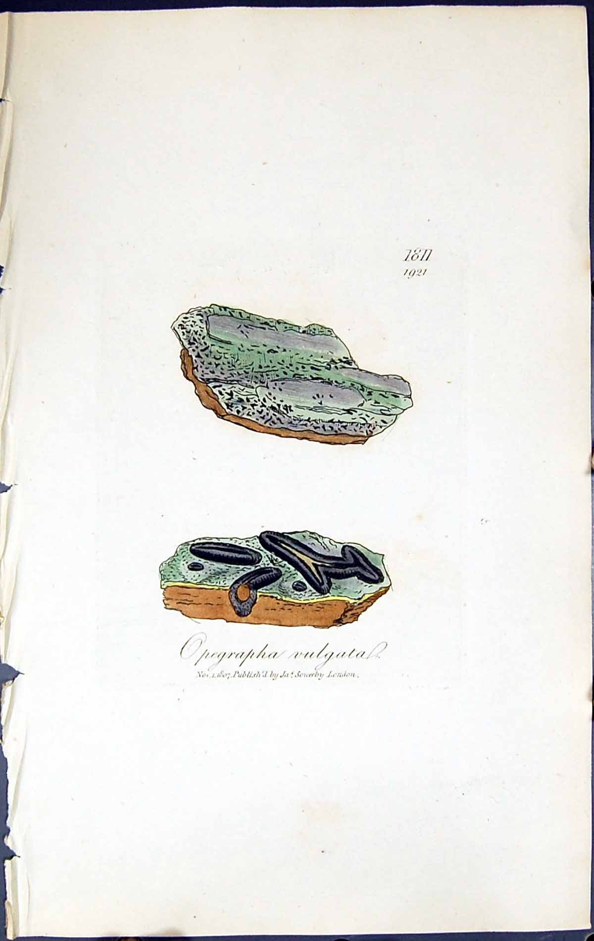 Antique Old Print Opegrapha Vulgata British Plants Botany 1843 Sowerby Smith