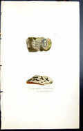 Antique Old Print Opegrapha Betulina British Plants Botany 1843 Sowerby Smith