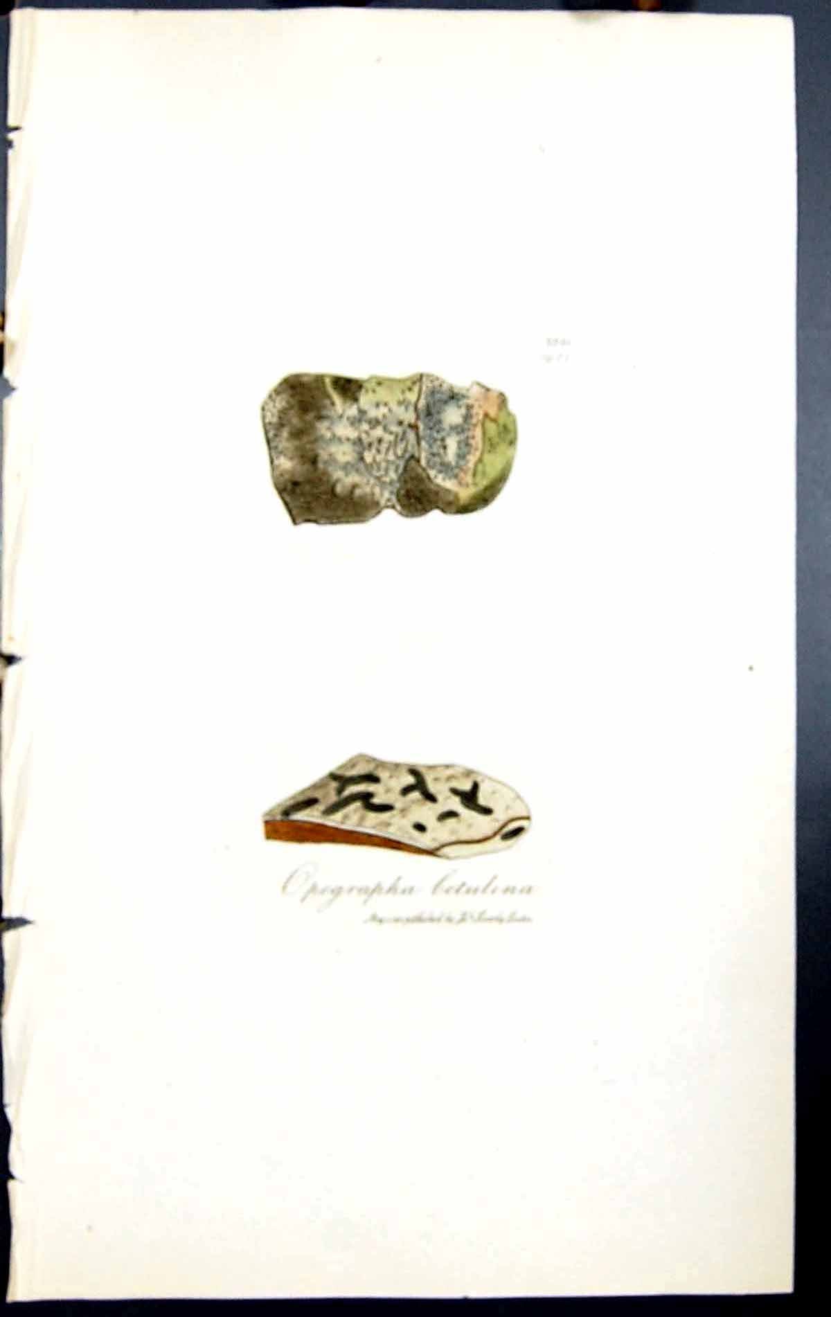 Antique Old Print Opegrapha Betulina British Plants Botany 1843 Sowerby Smith