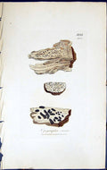 Antique Old Print Opegrapha Varia British Plants Botany 1843 Sowerby Smith 19th
