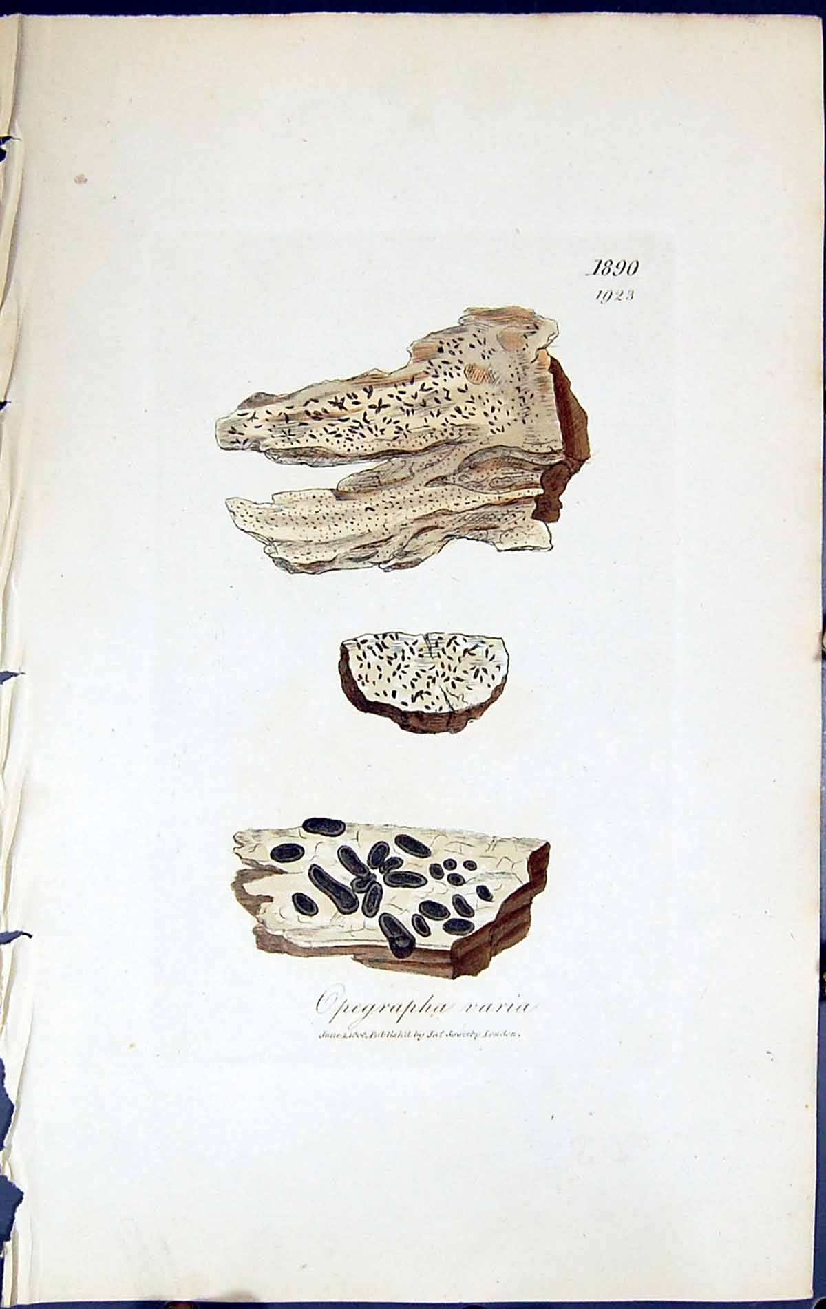 Antique Old Print Opegrapha Varia British Plants Botany 1843 Sowerby Smith 19th