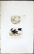 Antique Print Opegrapha Saxatilis British Plants Botany 1843 Sowerby Smith 19th