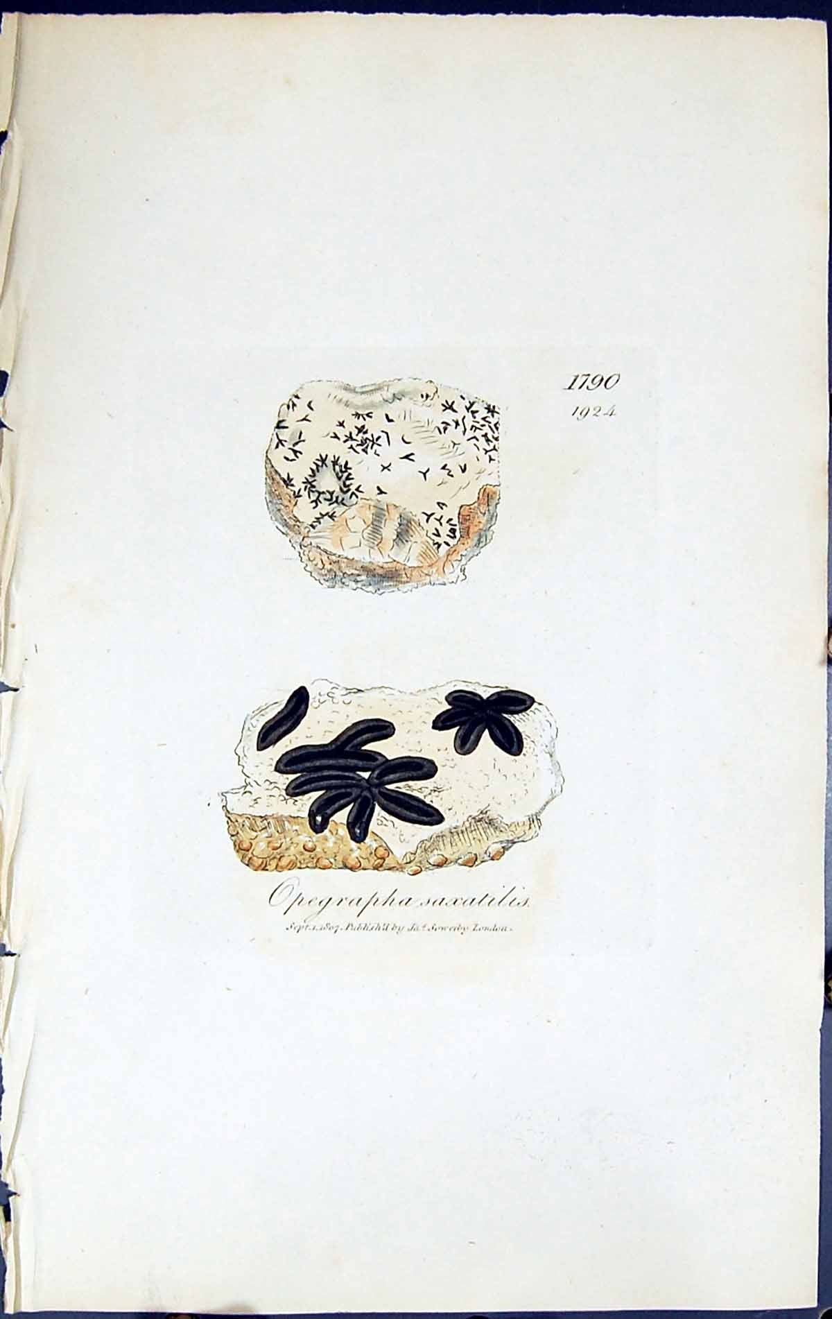 Antique Print Opegrapha Saxatilis British Plants Botany 1843 Sowerby Smith 19th