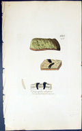 Antique Old Print Opegrapha Elegans British Plants Botany 1843 Sowerby Smith