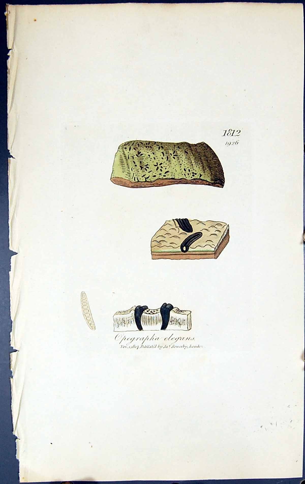 Antique Old Print Opegrapha Elegans British Plants Botany 1843 Sowerby Smith