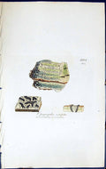 Antique Old Print Opegrapha Scripta British Plants Botany 1843 Sowerby Smith