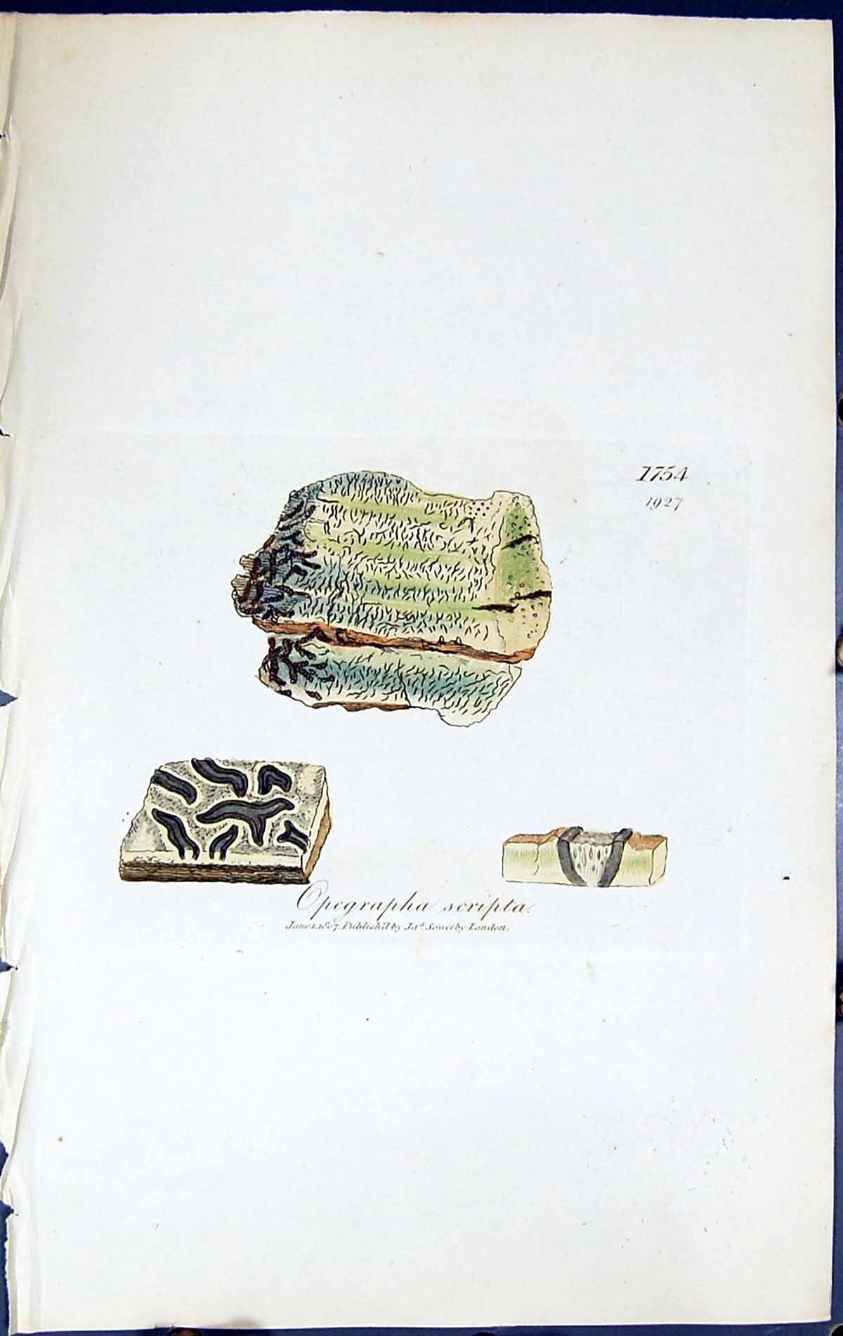 Antique Old Print Opegrapha Scripta British Plants Botany 1843 Sowerby Smith