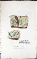 Antique Old Print Opegrapha Lyelli British Plants Botany 1843 Sowerby Smith
