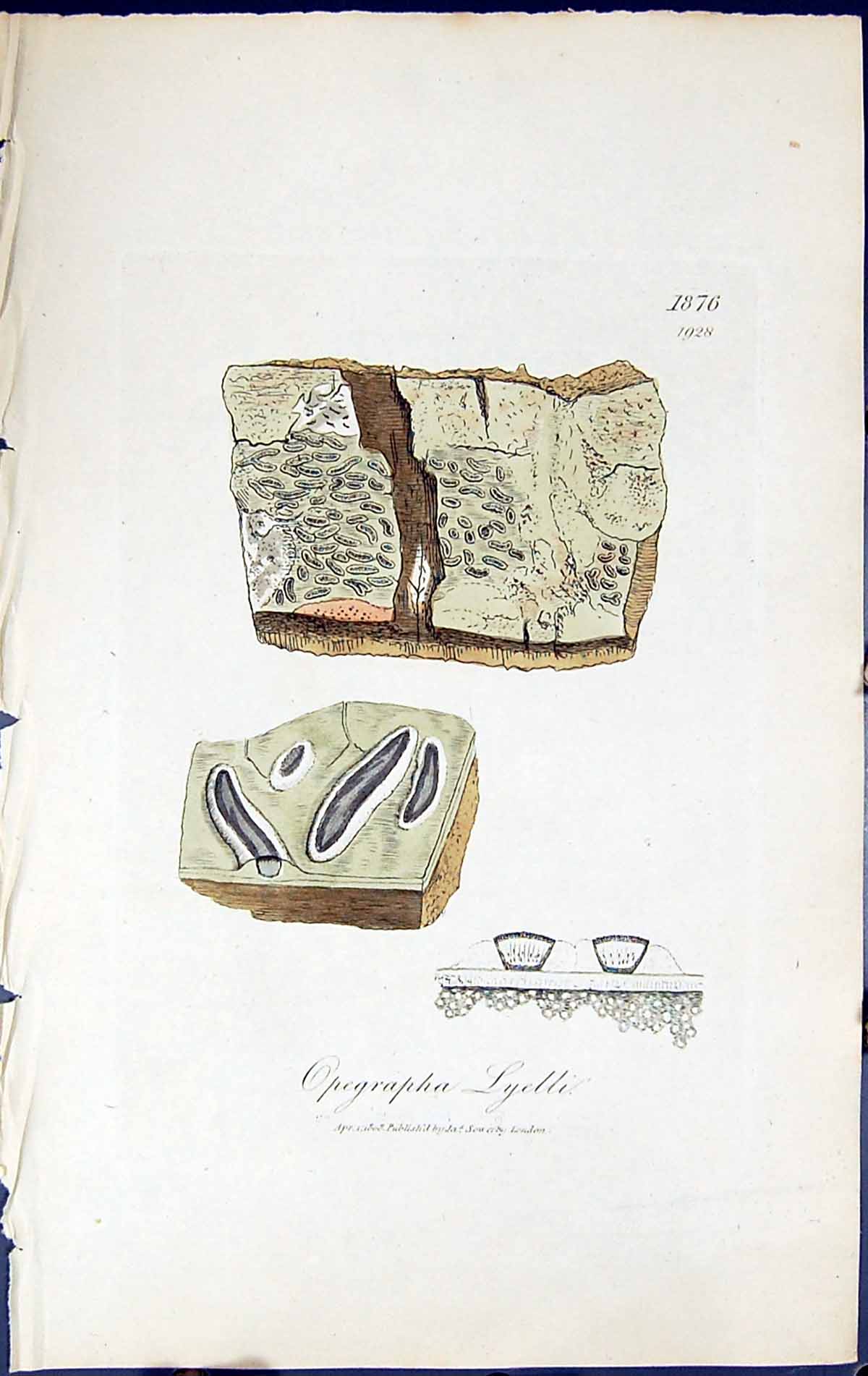 Antique Old Print Opegrapha Lyelli British Plants Botany 1843 Sowerby Smith