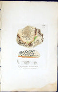 Antique Print Opegrapha Dendritica British Plants Botany 1843 Sowerby Smith