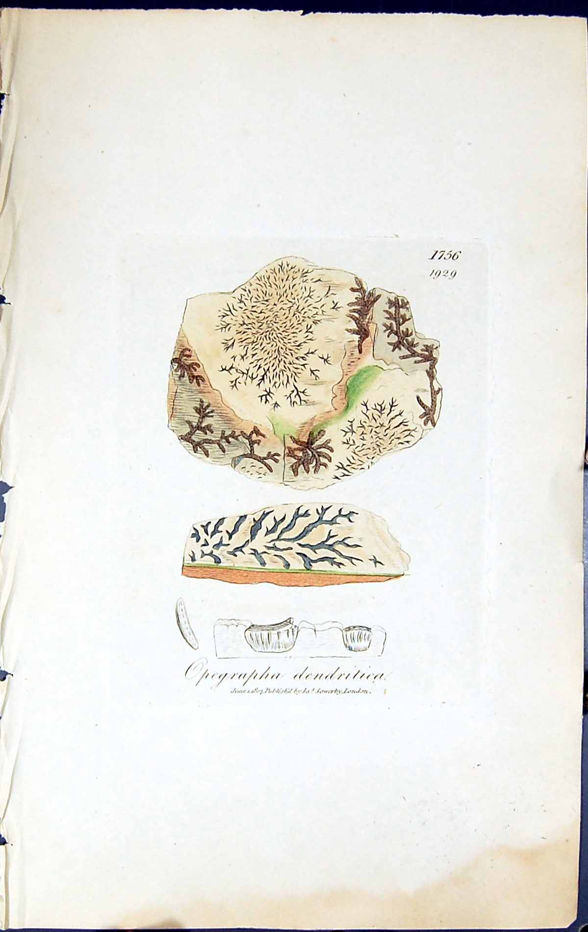 Antique Print Opegrapha Dendritica British Plants Botany 1843 Sowerby Smith