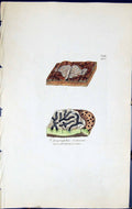 Antique Old Print Opegrapha Venosa British Plants Botany 1843 Sowerby Smith