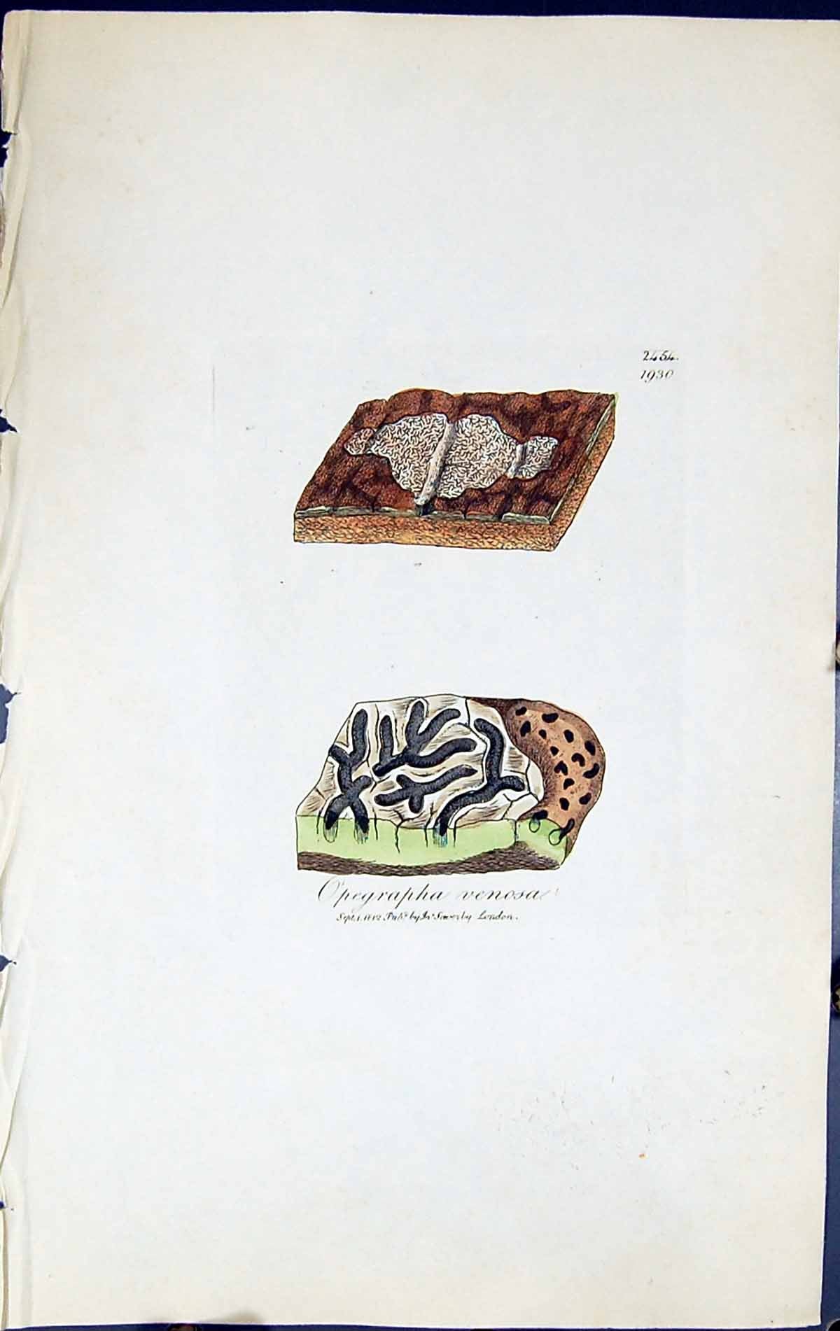 Antique Old Print Opegrapha Venosa British Plants Botany 1843 Sowerby Smith