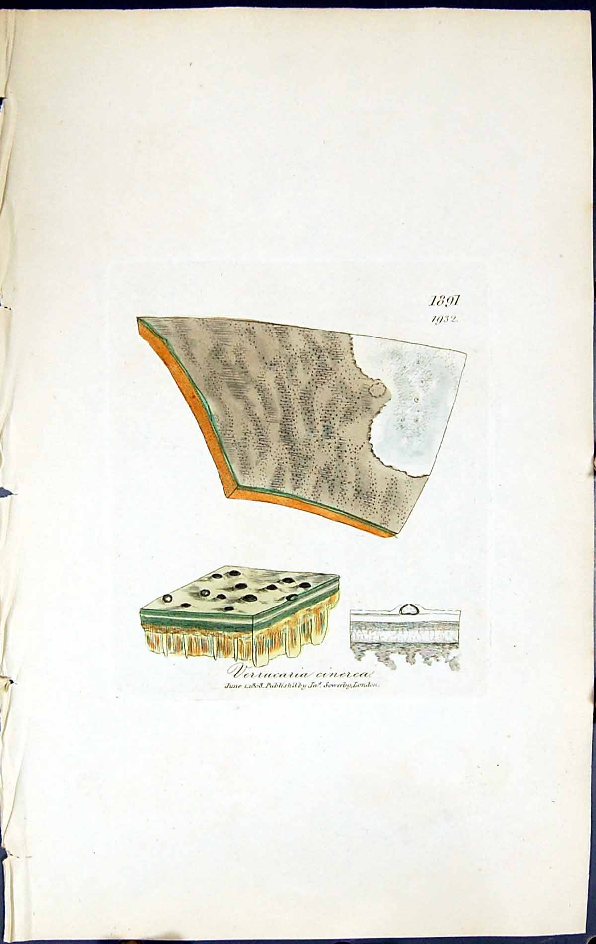 Antique Old Print Verrucaria Cinerea British Plants Botany 1843 Sowerby Smith