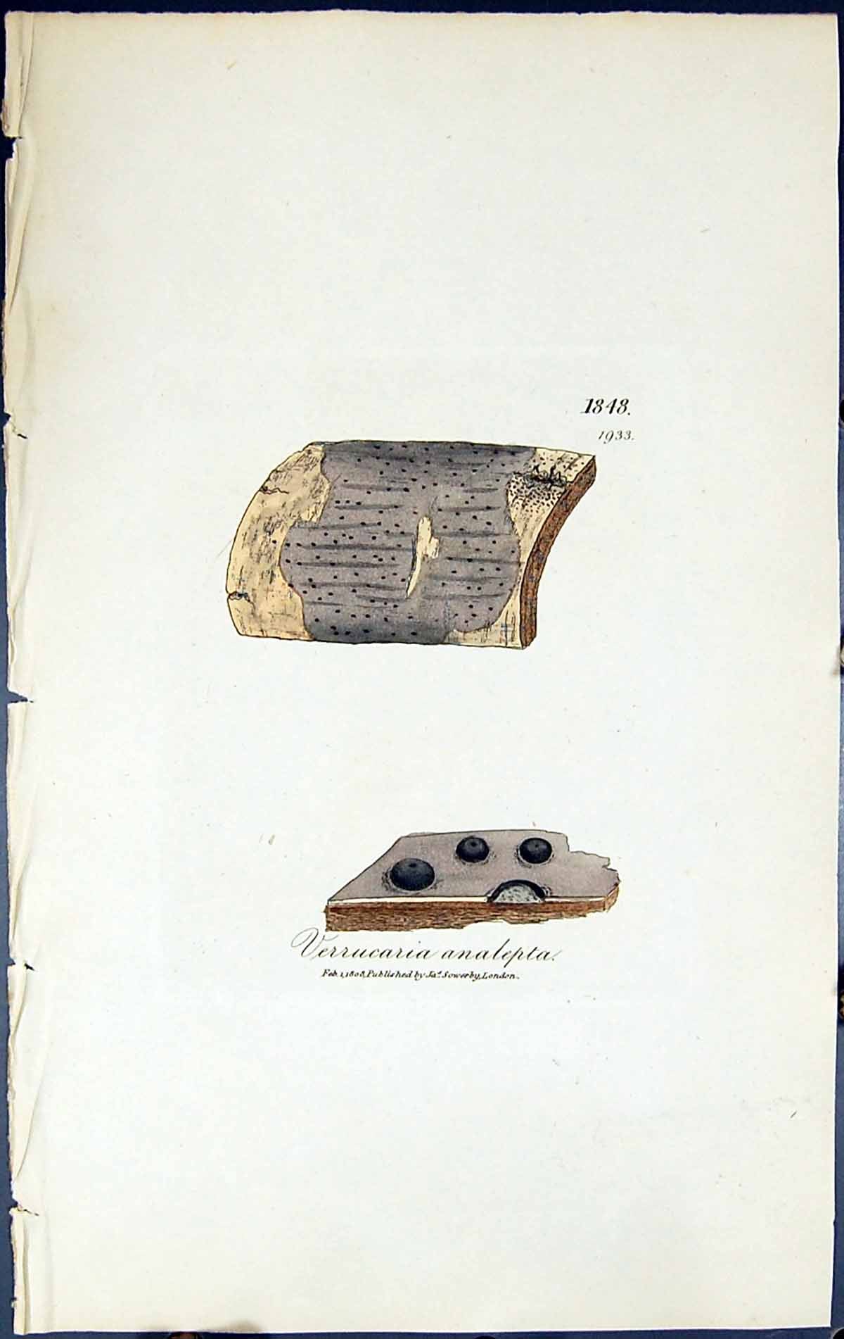 Antique Print Verrucaria Analepta British Plants Botany 1843 Sowerby Smith 19th