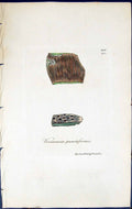Old Verrucaria Punctiformis British Plants Botany 1843 Sowerby Smith Victorian