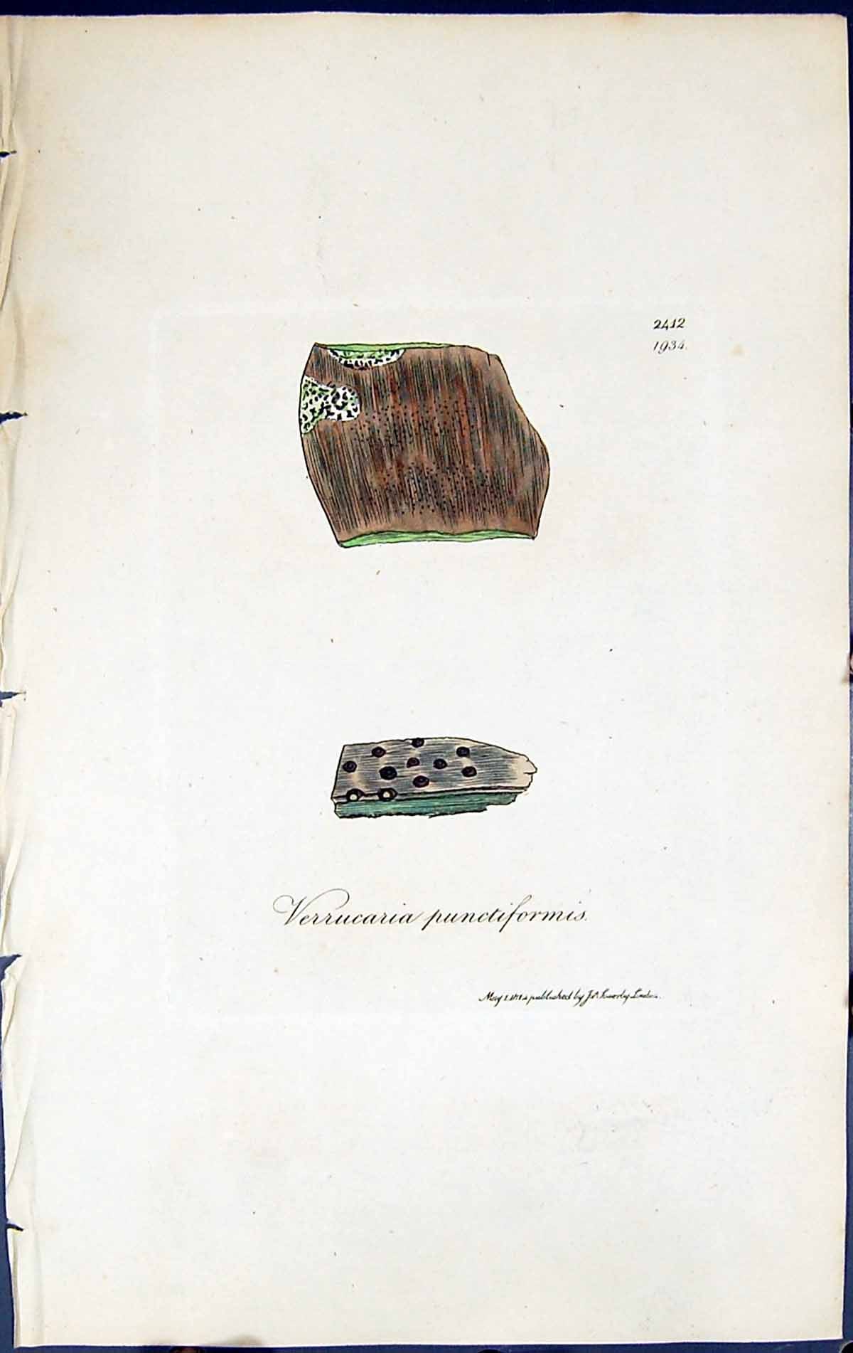 Old Verrucaria Punctiformis British Plants Botany 1843 Sowerby Smith Victorian