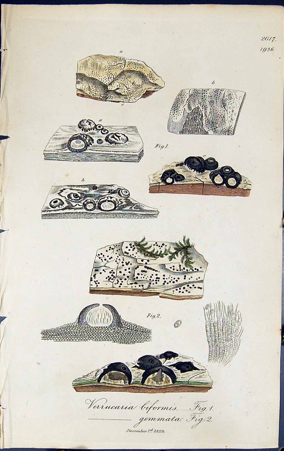 Old Verrucaria Biformis Gemmata British Plants Botany 1843 Sowerby Sm Victorian