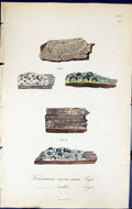 Old Verrucaria Niveo Atra Rudis British Plants Botany 1843 Sowerby Sm Victorian