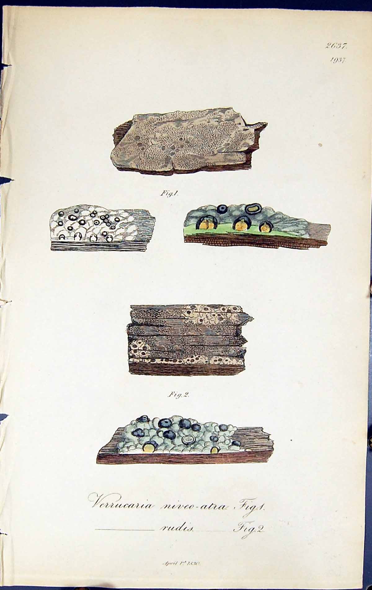 Old Verrucaria Niveo Atra Rudis British Plants Botany 1843 Sowerby Sm Victorian