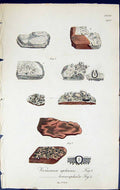 Old Verrucaria Aphanes Lencocephala British Plants Botany 1843 Sowerb Victorian