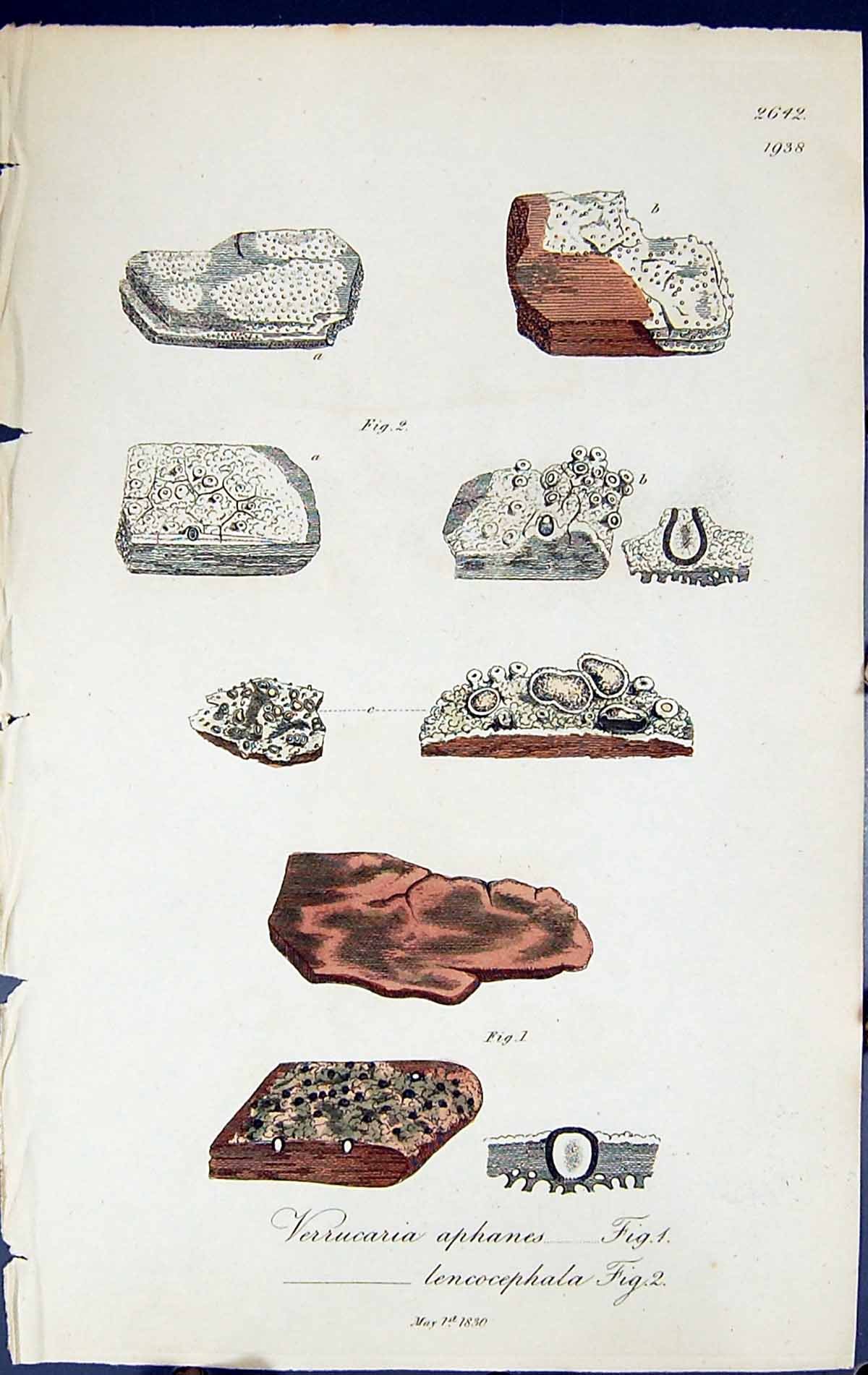 Old Verrucaria Aphanes Lencocephala British Plants Botany 1843 Sowerb Victorian