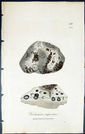 Antique Print Verrucaria Rupestris British Plants Botany 1843 Sowerby Smith
