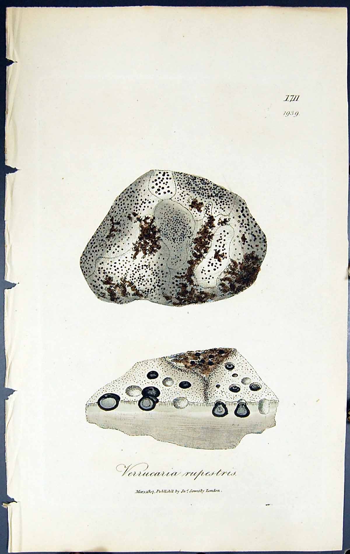 Antique Print Verrucaria Rupestris British Plants Botany 1843 Sowerby Smith