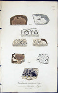 Old Verrucaria Concinna Laevata British Plants Botany 1843 Sowerby Sm Victorian