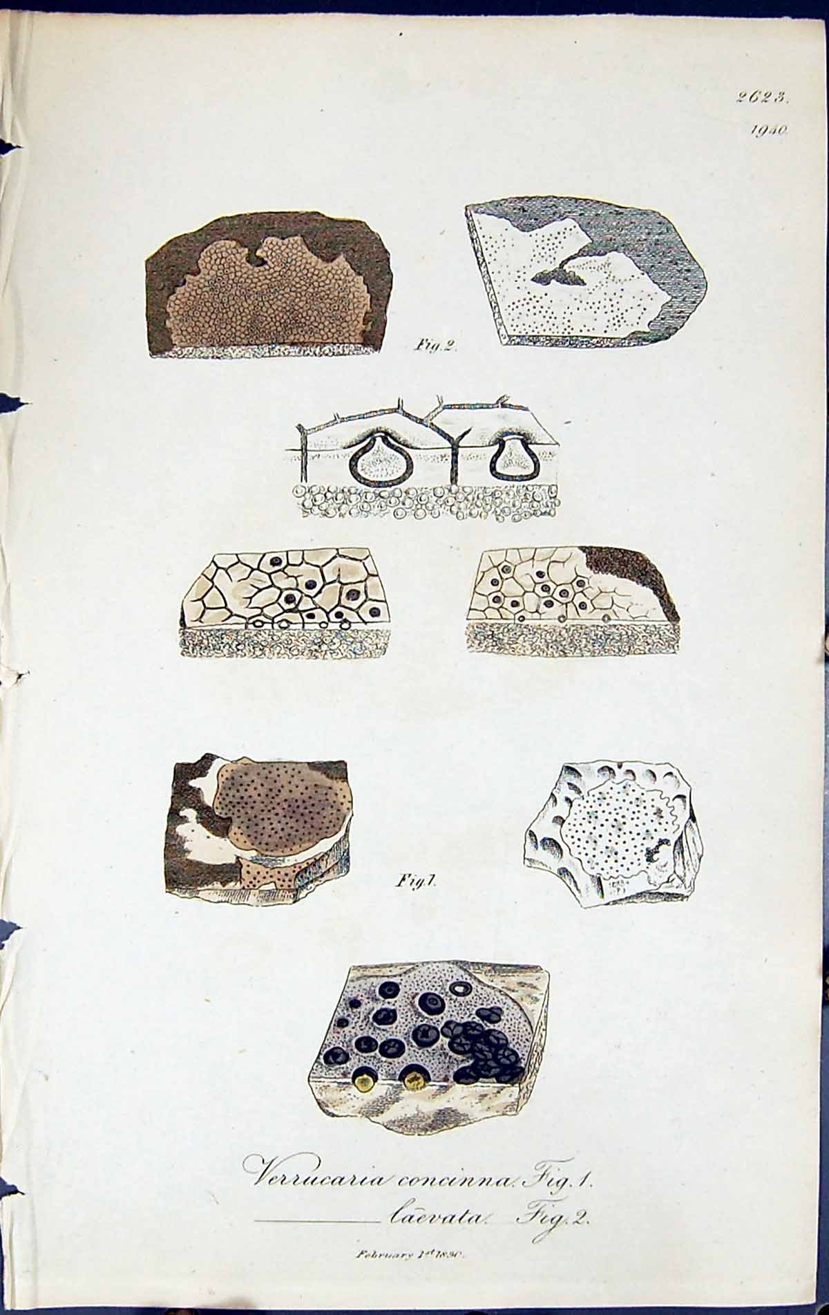 Old Verrucaria Concinna Laevata British Plants Botany 1843 Sowerby Sm Victorian