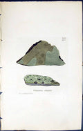 Antique Old Print Verrucaria Elaeina British Plants Botany 1843 Sowerby Smith