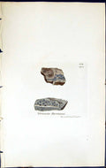 Antique Print Verrucaria Harrimani British Plants Botany 1843 Sowerby Smith