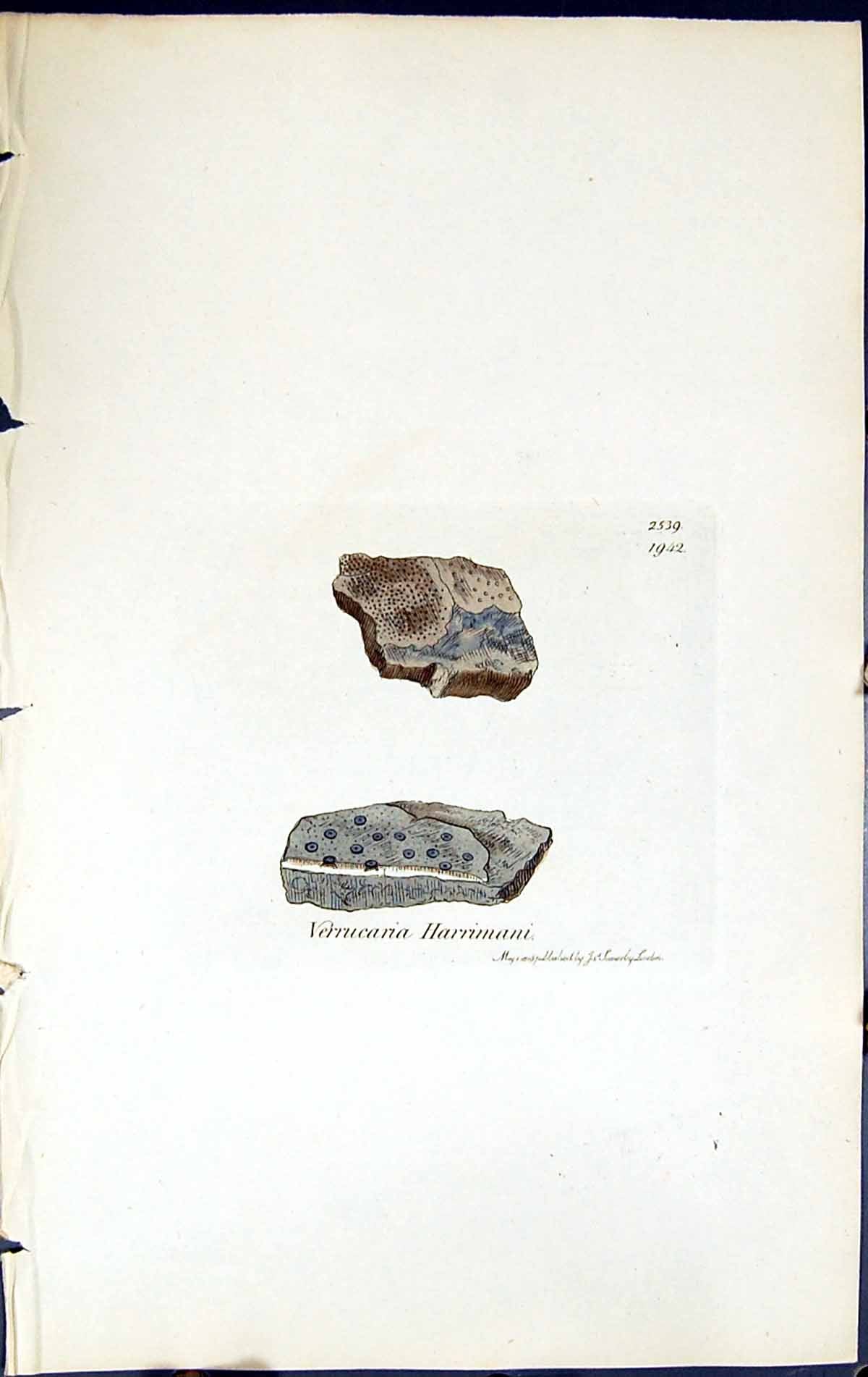 Antique Print Verrucaria Harrimani British Plants Botany 1843 Sowerby Smith