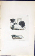 Antique Old Print Verrucaria Plumbea British Plants Botany 1843 Sowerby Smith