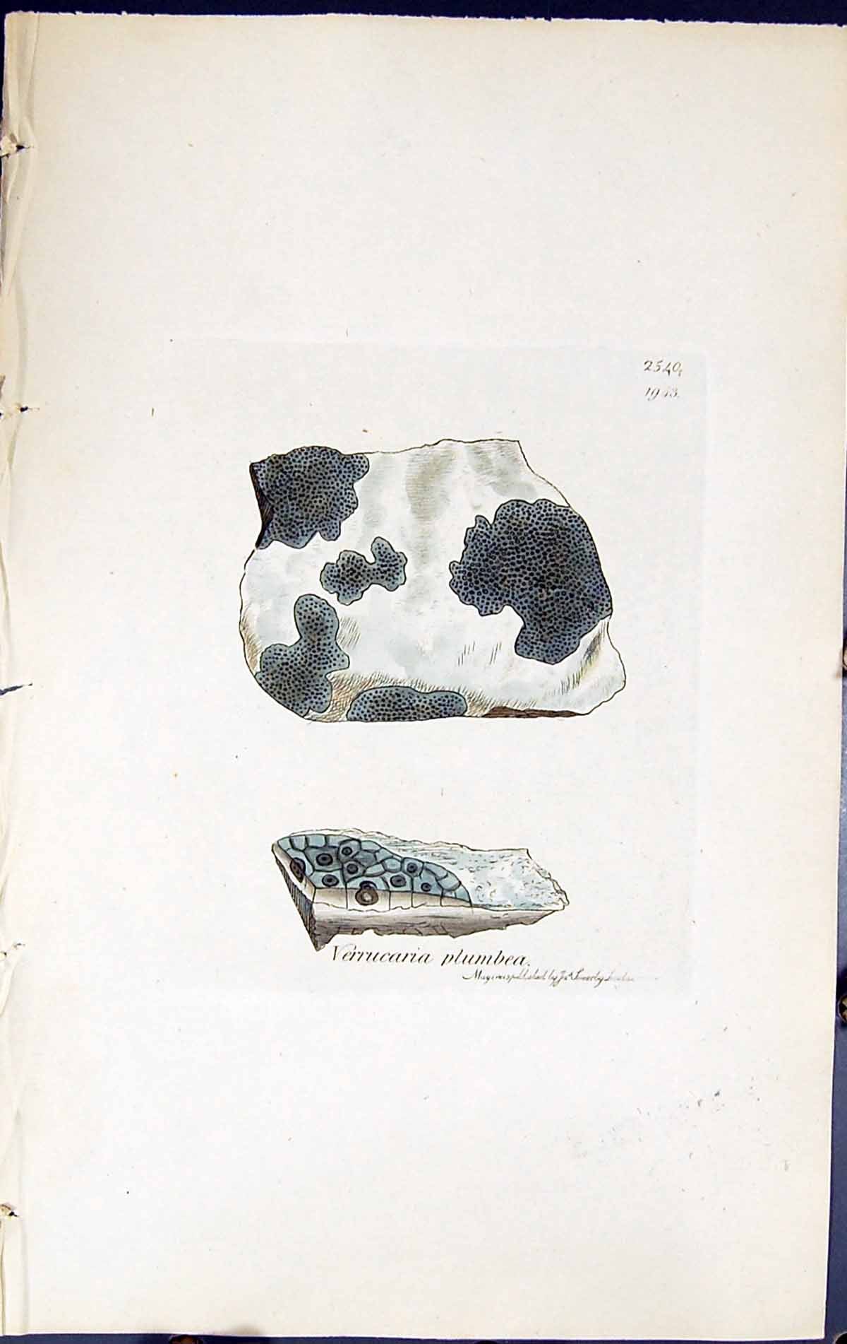 Antique Old Print Verrucaria Plumbea British Plants Botany 1843 Sowerby Smith