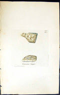 Antique Old Print Verrucaria Gagei British Plants Botany 1843 Sowerby Smith