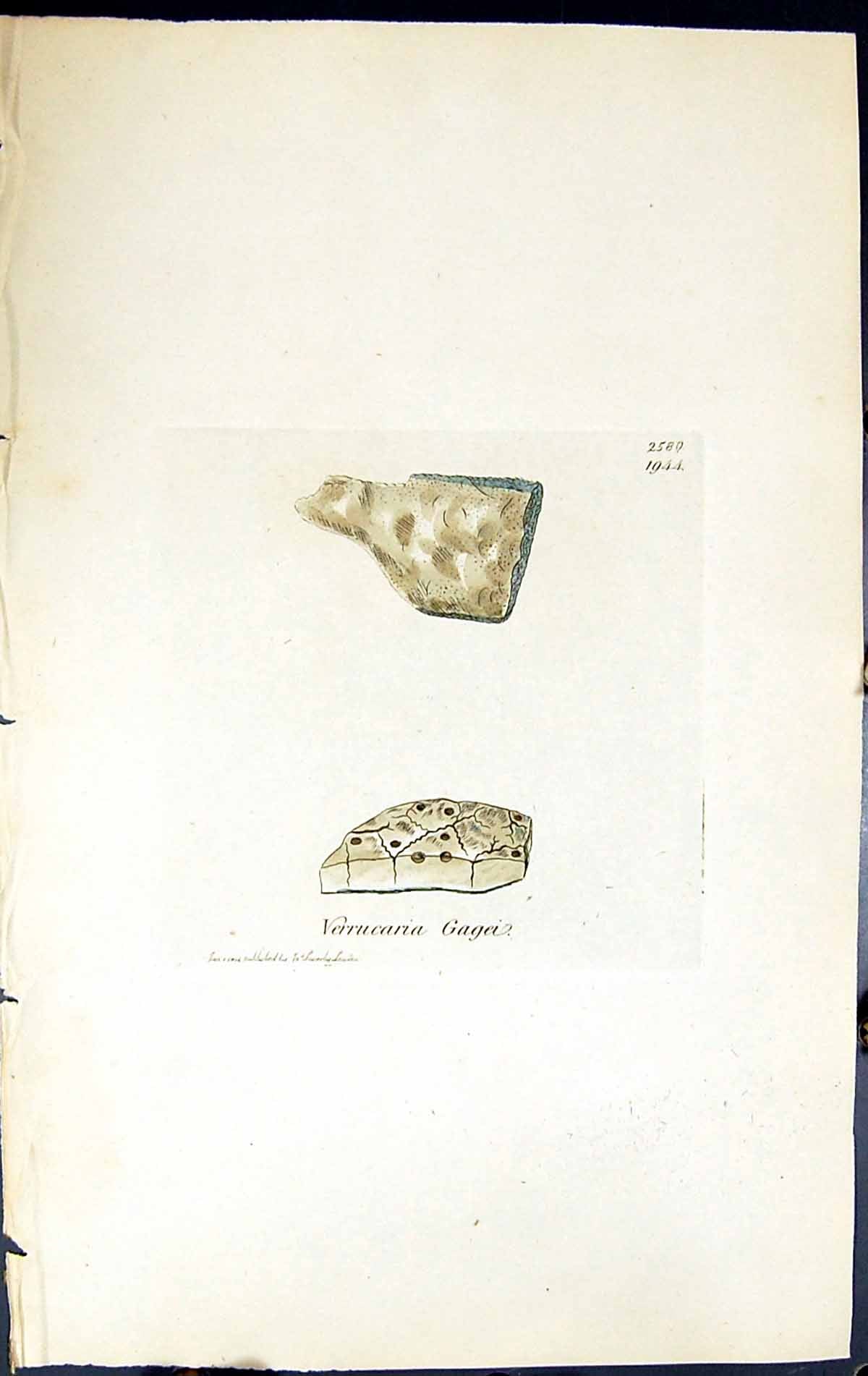 Antique Old Print Verrucaria Gagei British Plants Botany 1843 Sowerby Smith