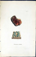 Antique Print Verrucaria Viridula British Plants Botany 1843 Sowerby Smith 19th