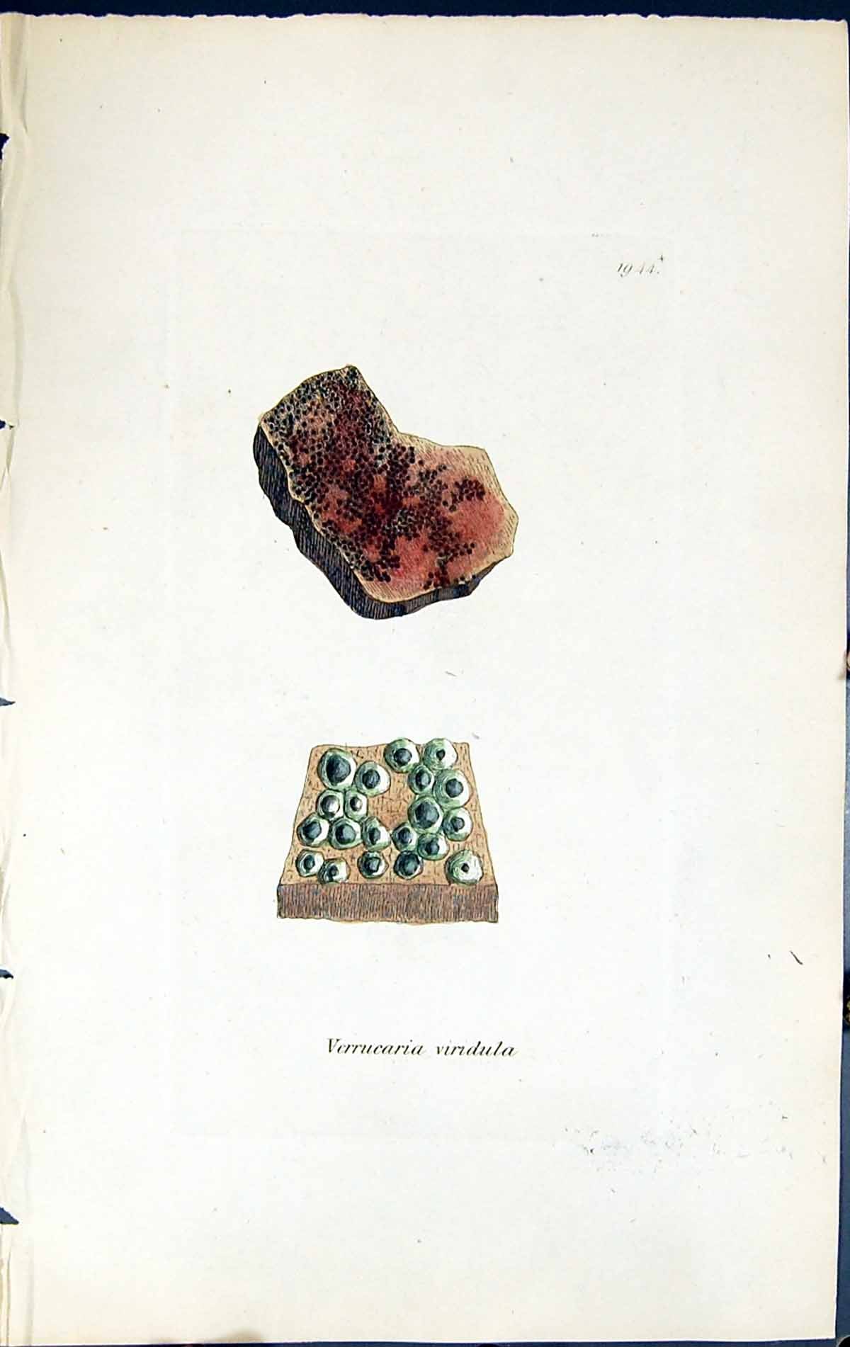 Antique Print Verrucaria Viridula British Plants Botany 1843 Sowerby Smith 19th