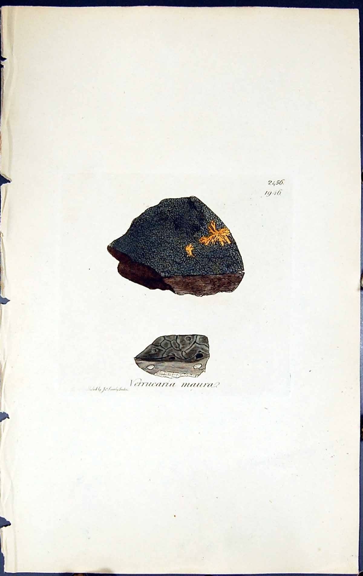 Antique Old Print Verrucaria Maura British Plants Botany 1843 Sowerby Smith