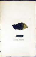 Old Print Verrucaria Nigrescens British Plants Botany 1843 Sowerby Smith 19th
