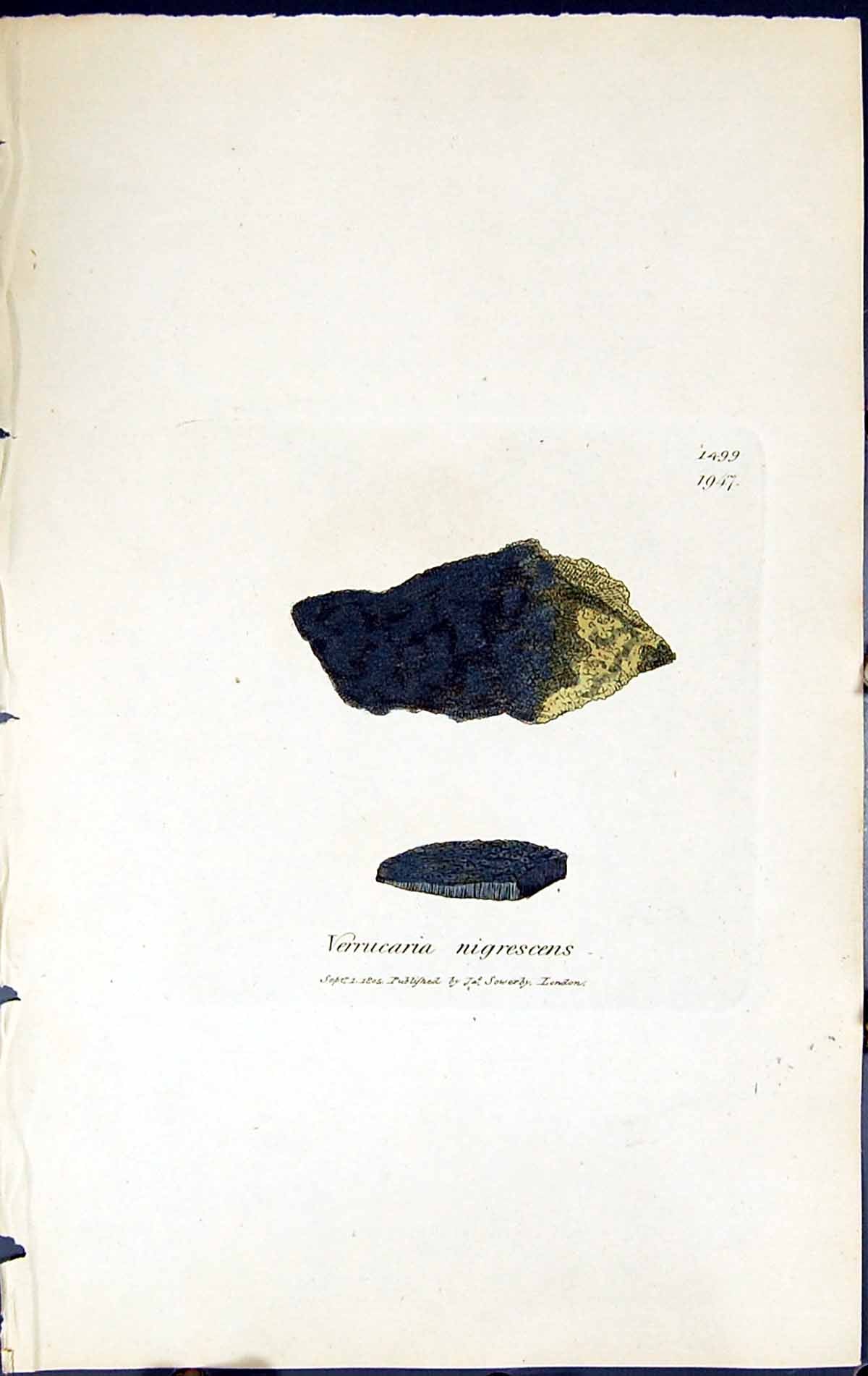 Old Print Verrucaria Nigrescens British Plants Botany 1843 Sowerby Smith 19th